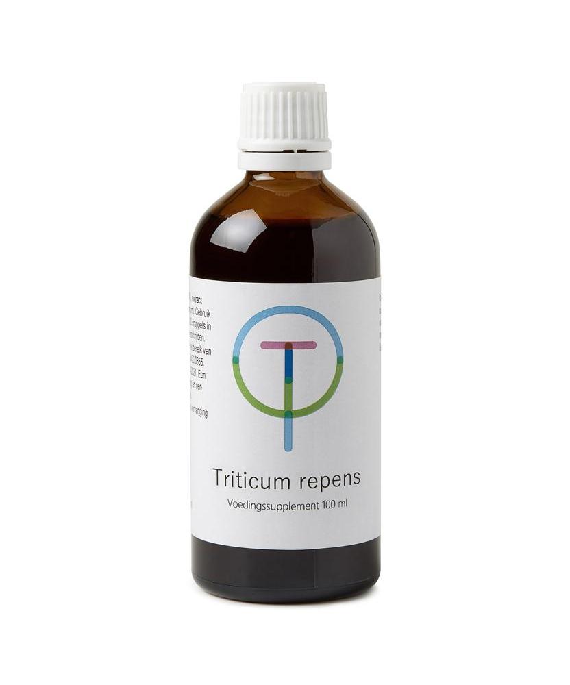 Triticum repens