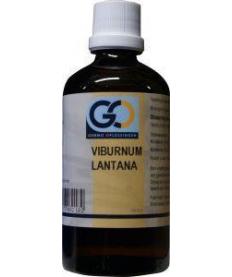 Viburnum lantana bio
